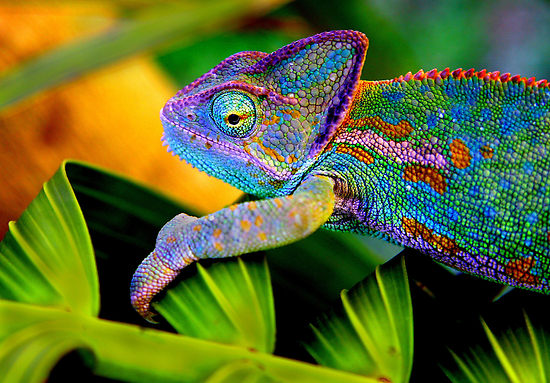 Chameleon colorful.jpg