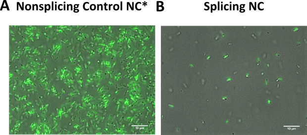 Figure 5) The non-splicing variant shows stronger fluorescence than the splicing variant