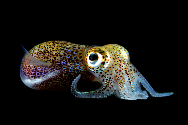 Squid.jpg