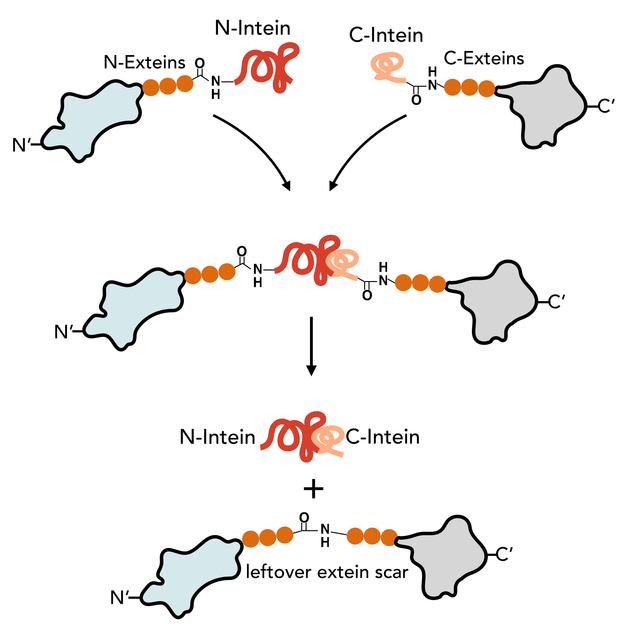 Figure 1) Trans-splicing mechanism reaction by split inteins.