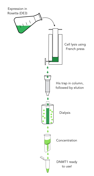Figure 2) Purification procedure of DNMT1