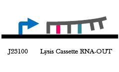 RNA OUT construct.jpg