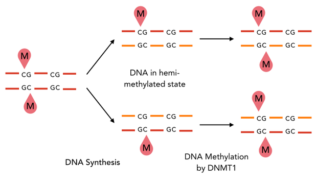 Figure 1) Principle of mDNMT1-mediated maintenance methylation