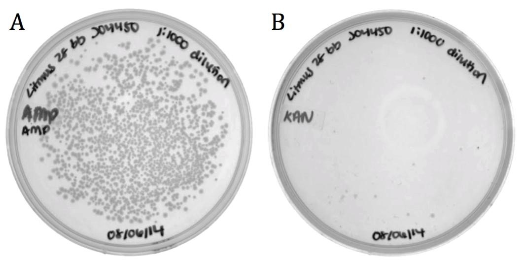 Figure 7. Packaging efficiency of recombinant phagemid to helper phagemid packaging. A) Infected cells diluted 1:1000 and grown on 100 ug/mL Ampicillin to select for BBa_K1445002. B) Infected diluted 1:1000 and grown on 50 ug/mL Kanamycin to select for M13K07 helper phagemid.  BBa_K1445002 was packaged over M13K07 at a ratio of 136:1.