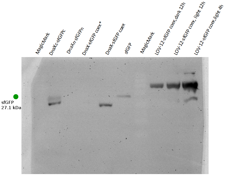 Figure 5) sfGFP light induction - Western blot with anti-GFP