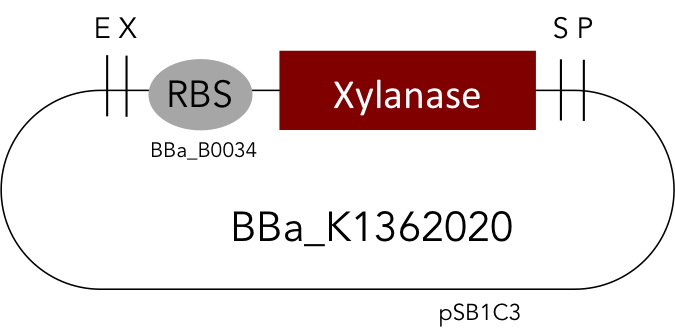Linear Xylanase: BBa_K1362020
