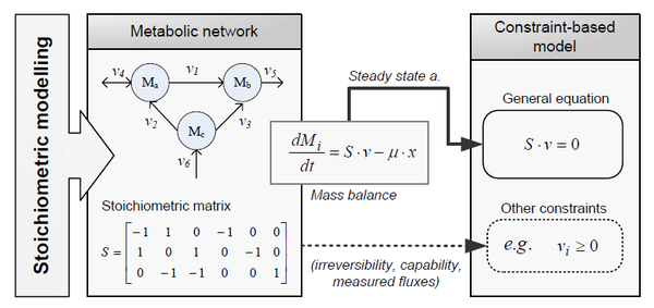 Principles of the stoichiometric modeling framework. Given a metabolic network, the mass balance around each intracellular metabolite can be mathematically represented with an ordinary differential equation. If we do not consider intracellular dynamics, the mass balances can be described by a homogeneous system of linear equations: the so-called general equation. Other constraints can be also incorporated to further restrict the space of feasible flux states of cells. From: PhD Thesis. F Llaneras. UPV. 2010