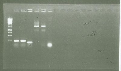 0809 PCR clones.jpg
