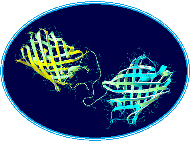 Paris Saclay Fusion-Chromoprotein-Struct.png