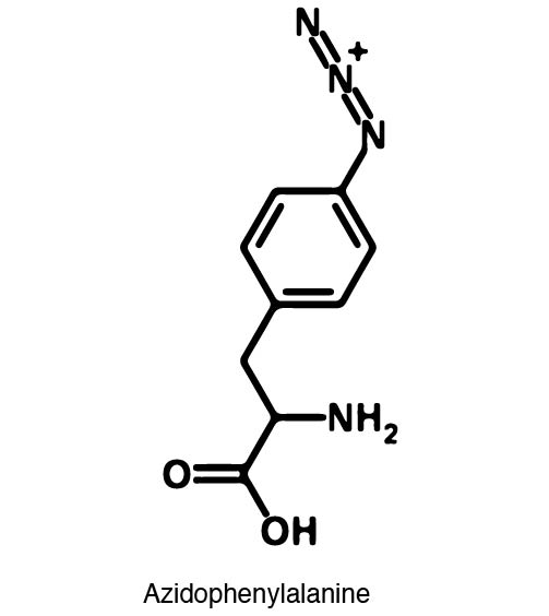 Azidophenyl alanine structure.jpg