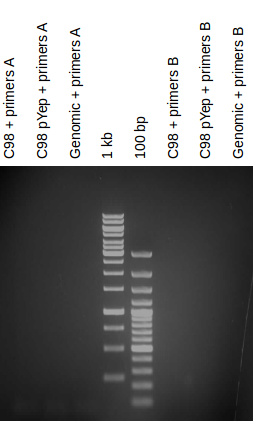 20140808 pcr HSR1(control) y genomico C tropicalis.png
