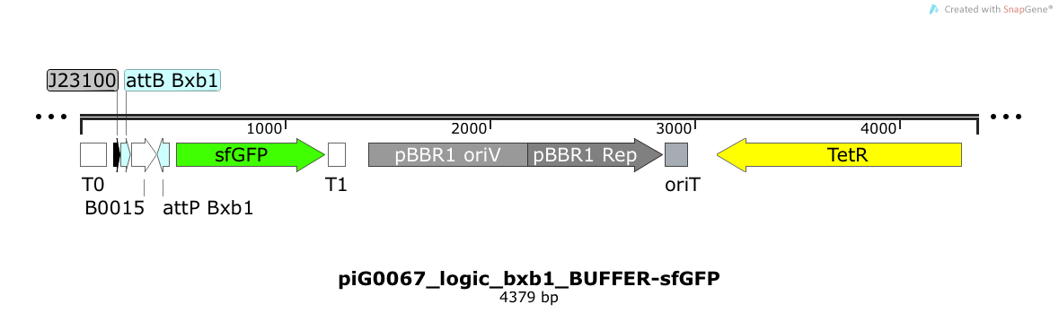 ETH2014 piG0067 logic bxb1 BUFFER-sfGFP Map.png