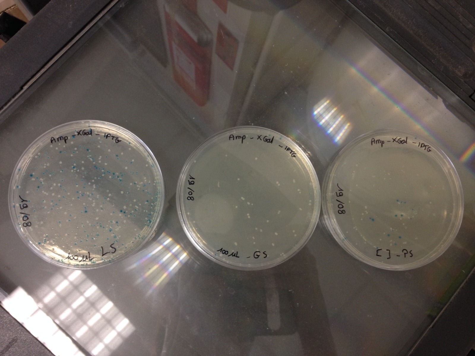 20 08 bacterial culture.jpg