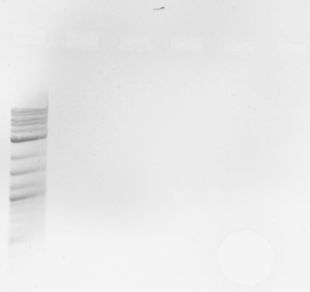 2014-Apr-08 Test-PCR Yeast recombination.jpg