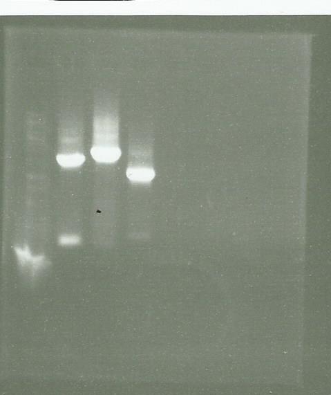 0309 PCR cleanup GS PS CAD.jpg