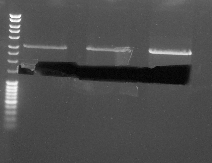 270814 Laetitia gel decoup chromo.jpg