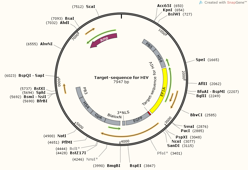 Target-sequence for HIV Map.png