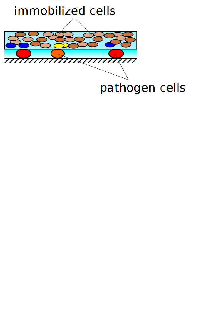 Infografik Sensorcells on pathogens.png