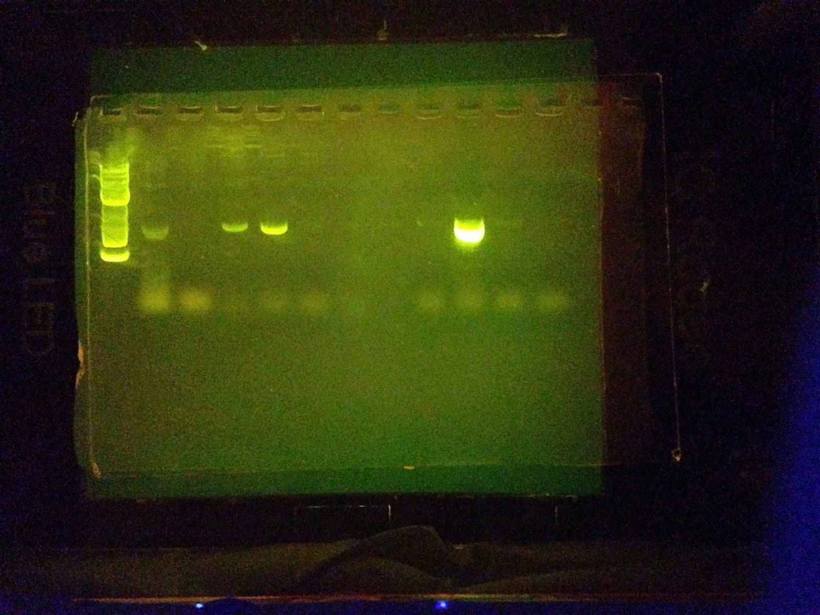 140618 Colony PCR RBS mCherry Gel 1.png