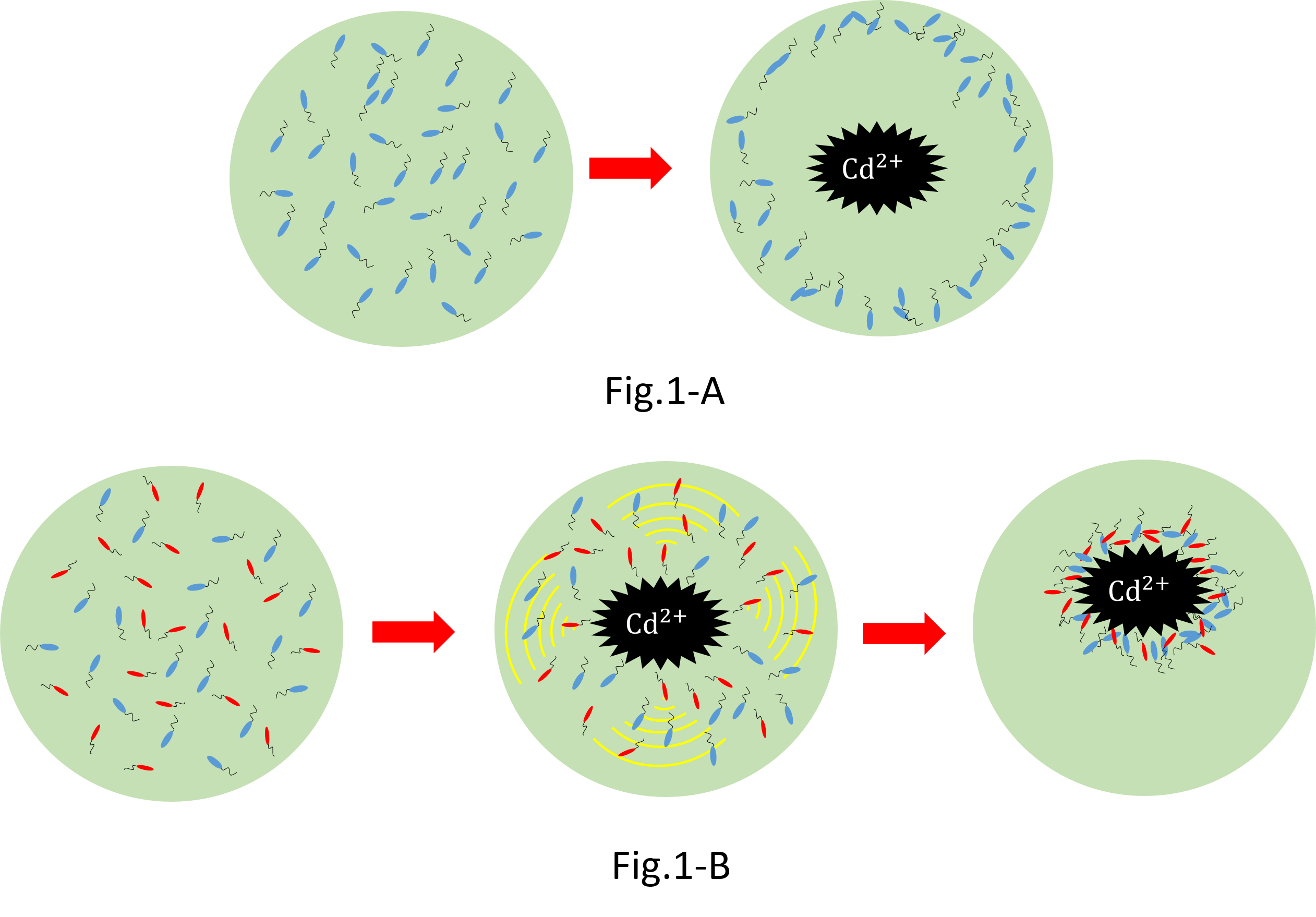 <be>When collect cadmium in the water, if use only catching E.coli,they go away from cadmium. Because they have negative chemotaxisin contrast with cadmium. Consequently  they</br>
