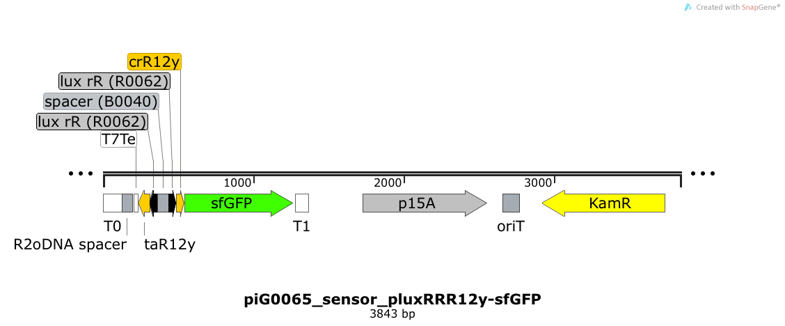 ETH2014 piG0065 sensor pluxRRR12y-sfGFP Map.png