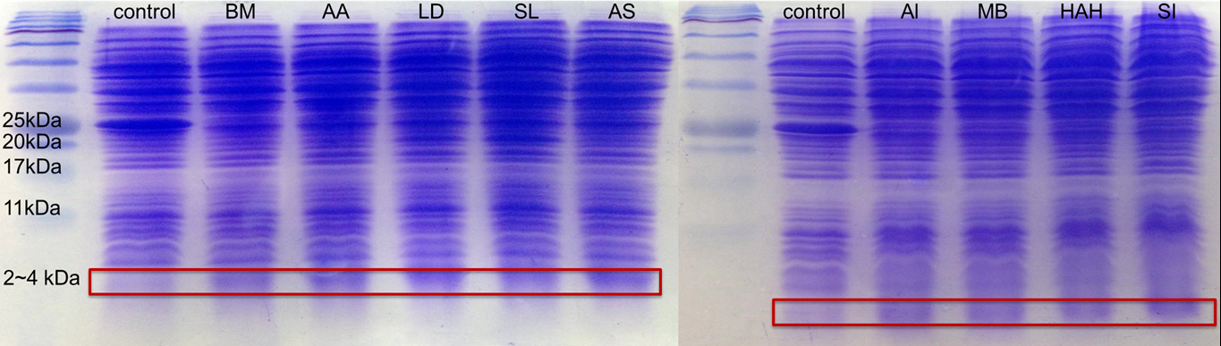 fig.2-1-6 Protein Electrophoresis of Pcons + RBS + 9 different kinds of PBAN ( Control：E.coli containg Pcons+RBS Plasmid ) Because each PBAN is an around 30 amino acids  peptide, we can see the band at 2~4kDa