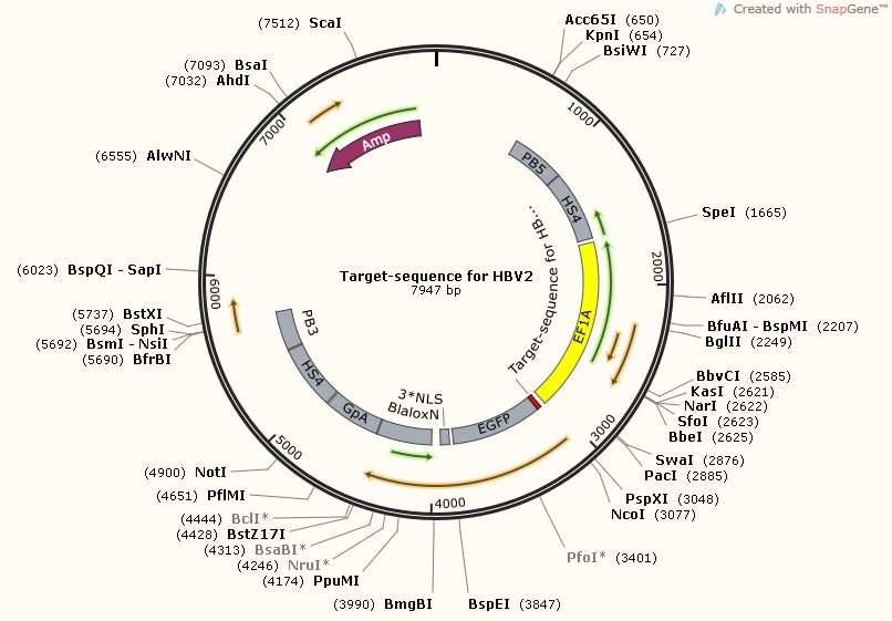 Target-sequence for HBV2 Map.png