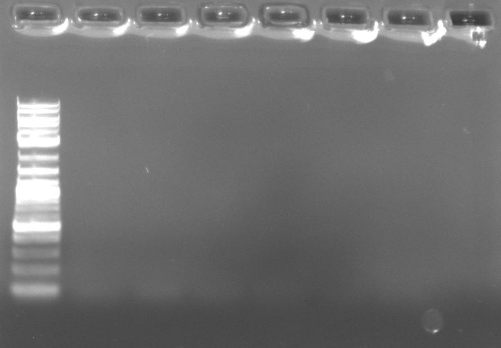 2014-Apr-07 Test PCR pMa12 mit amyE, gfp und Cat.jpg