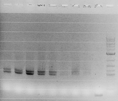 20140710 GA colony PCR.jpg