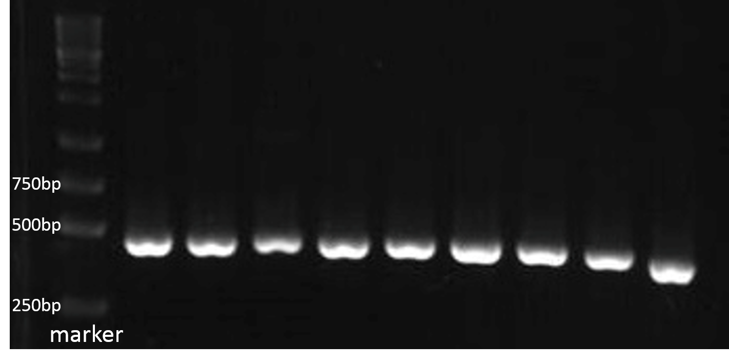 fig.2-1-4 The PCR result of our 9 different kinds of PBAN. Because our PBAN DNA sequence length is around 100～150 bp., the PCR result should be 415～515 bp.