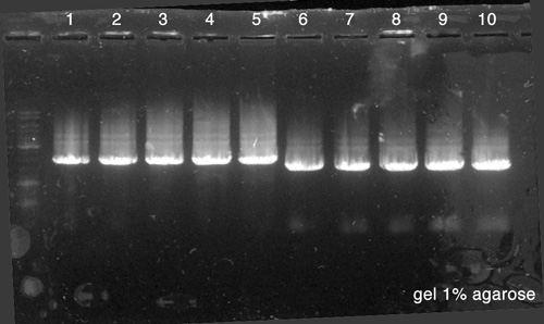 Paris Saclay-080814-Pierre-Mélanie-PCR.jpg