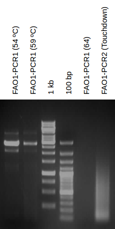 20140805 PCR FAO1.png
