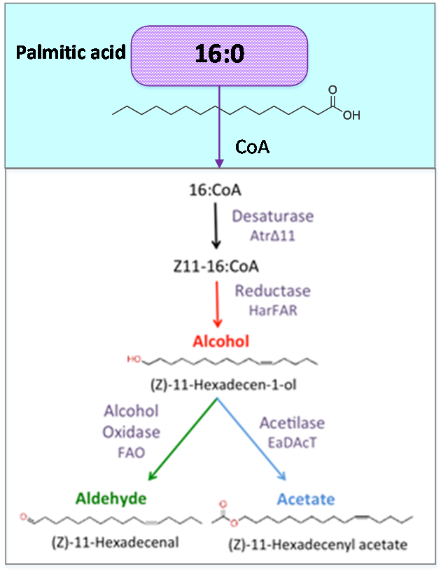 Figure 2. Palmitic acid is a common fatty acid found in plants and animals. This metabolite is the precursor of our pheromone.