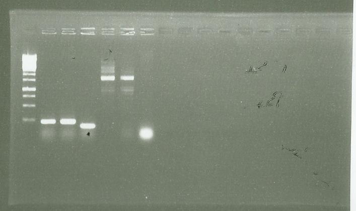 0809 PCR clones.jpg