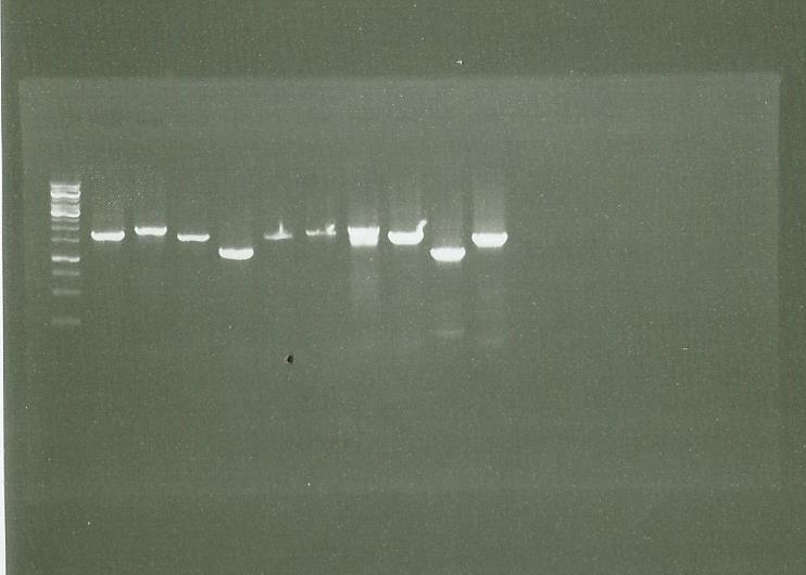 0809 PCR LSPSGSCADCRHOMO vent dream.jpg